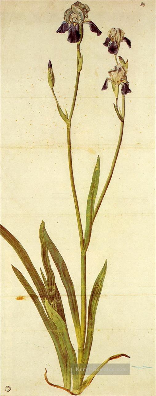 Iris Albrecht Dürer Klassische Blumen Ölgemälde